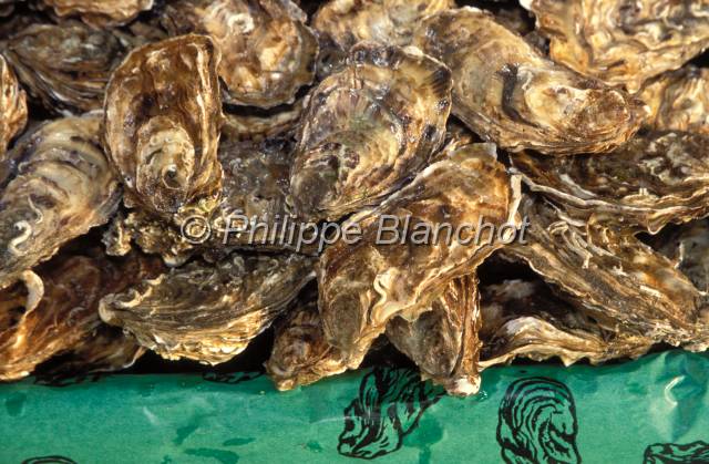 huitre oleron 24.JPG - Huîtres japonaises (Crassostrea gigas)Fines de clairesMarennes Oléron, France